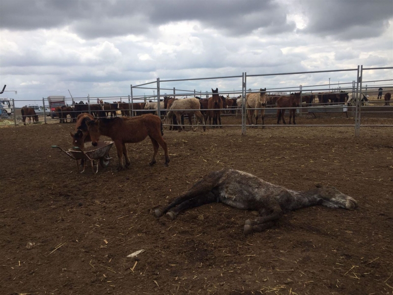 Konya'daki çiftlikte terk edilen atlar açlıktan öldü