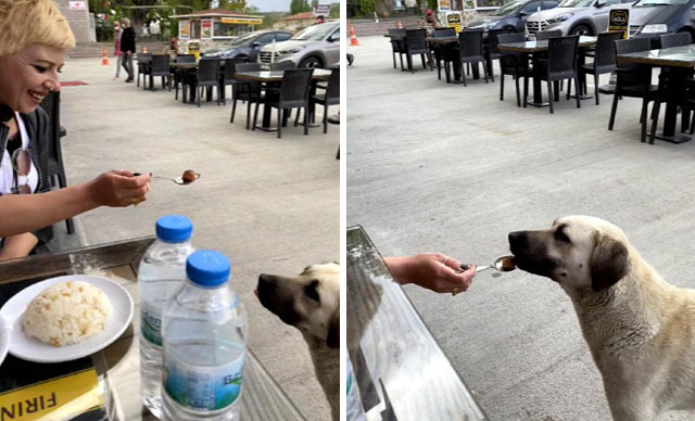 Köpeğe kaşıkla yemek yedirdi, sosyal medya ikiye bölündü