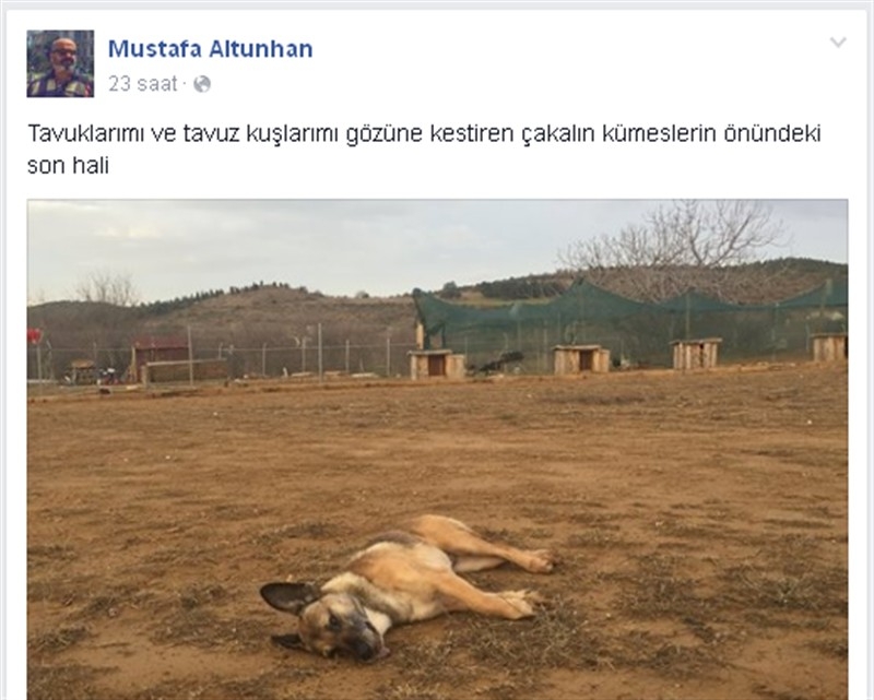 Köpeği öldürüp Facebook sayfasında paylaştı!