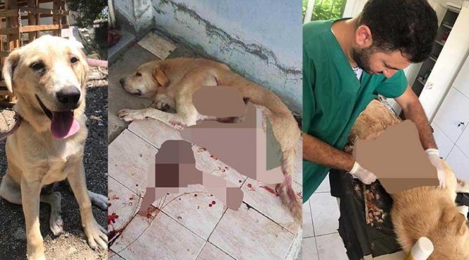 Köpeği yaralayan kişi ifade verdikten sonra serbest bırakılınca köpeği öldürdü