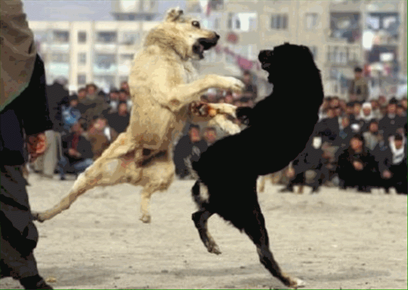Köpek dövüşü fotoğrafı paylaşana para cezası!