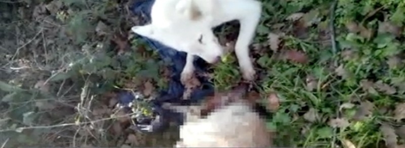 Sakarya’da tecavüz edilip başı kesilen köpek cesetleri bulundu!