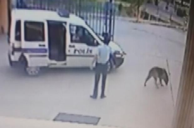Köpek vuran hasta ruhlu polis açığa alındı!