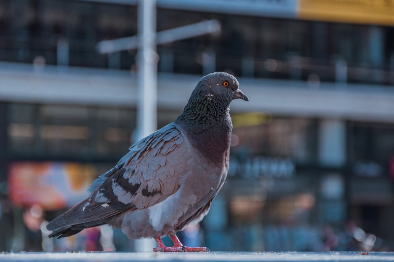 'Kuşlar, sokağa çıkma kısıtlamasıyla boşalan şehirlerde daha çok ötmeye başladı'