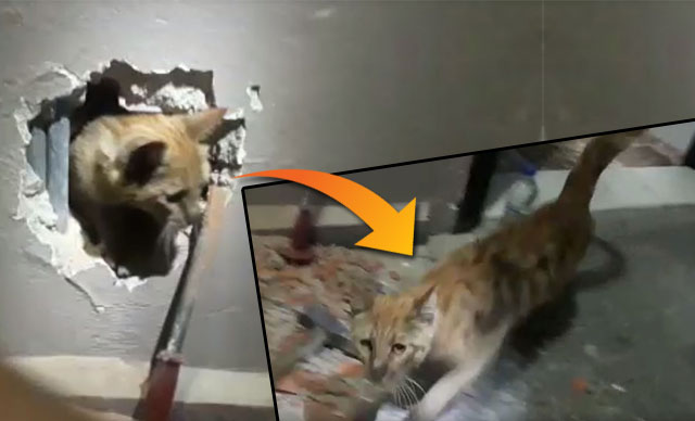 Kütahya'da mahsur kalan kedi, duvar kırılarak kurtarıldı
