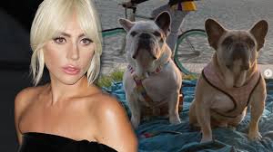 Lady Gaga'nın silahlı kişilerce kaçırılan köpekleri bulundu