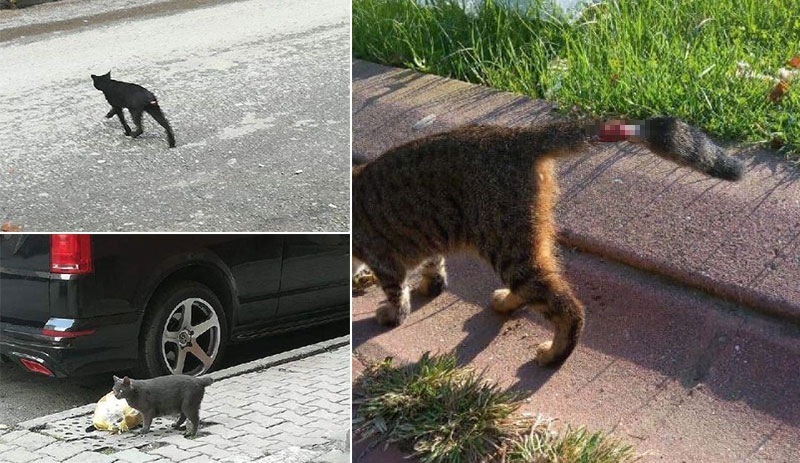 Mahalleli: Falcılar büyü yapmak için kedilerin kuyruklarını kesiyor
