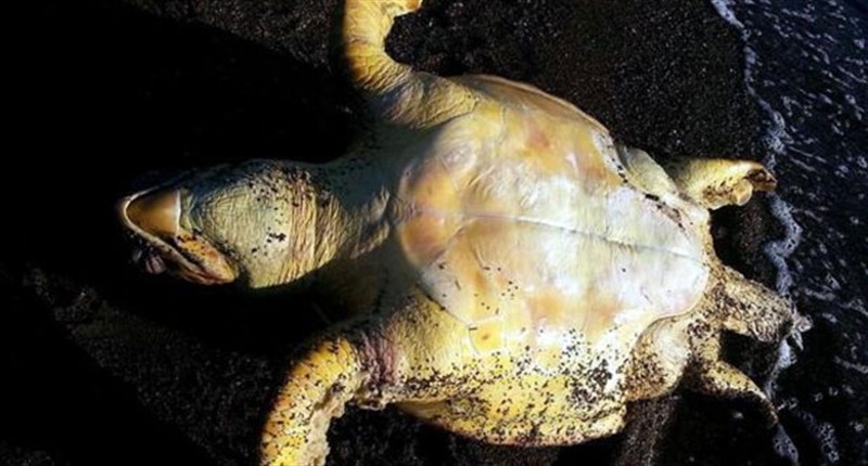 kaplumbağa