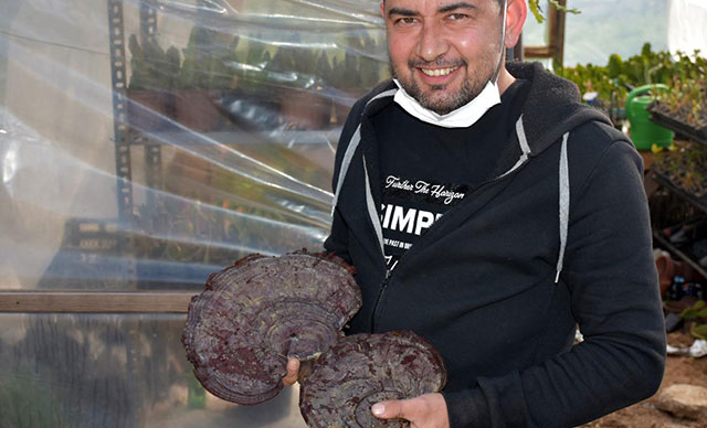 Marmaris'te yetişen 'ölümsüzlük mantarı'nın kilosu 5 bin liradan satılıyor