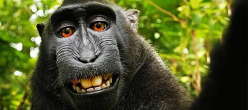 Maymunun çektiği selfie kavga başlattı!