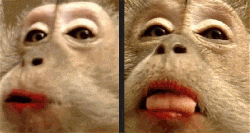Maymuna makyaj işkencesine tepkiler büyüyor!