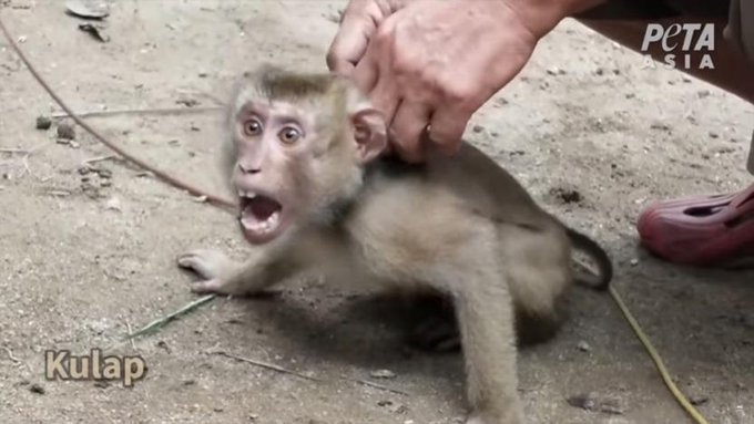 Maymunlara işkence: Zincirlenip hindistan cevizi toplamada kullanılıyorlar
