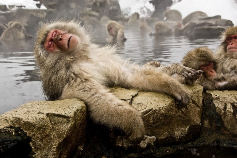 Maymunların sıcak suya girmesinin sebebi anlaşıldı
