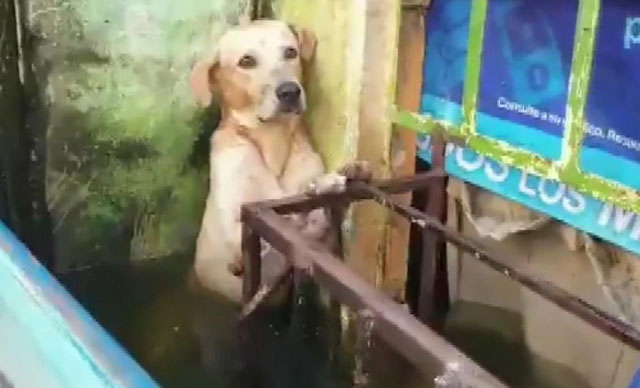 Meksika'da bir köpek selden kurtarıldı
