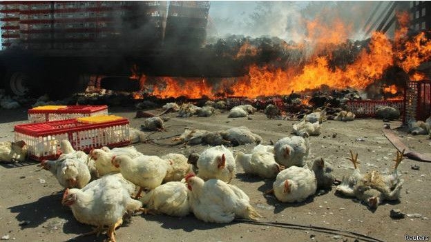 Meksika'da eylemciler tavuk taşıyan kamyona saldırdı!
