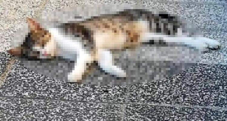 Mersin'de 15 kedi ve kuş zehirlenerek öldürüldü!