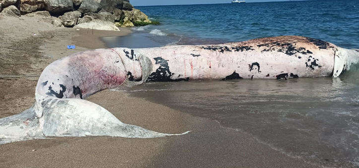 Mersin'de sahile 10 metre boyunda ölü balina vurdu