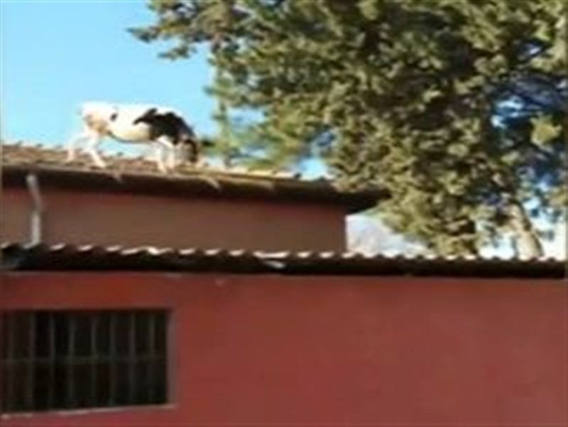 Mezbahadan kaçan inek çatıdan atladı!