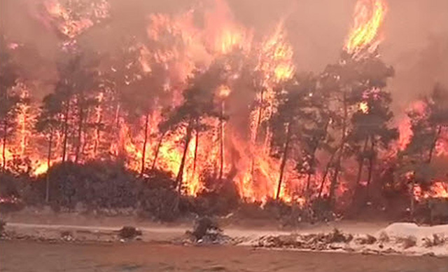 Milas'ta orman yangını; alevler iki otelin bahçesine kadar dayandı 