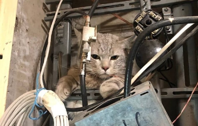 Moskova’da bir kedi dağıtım paneline girdi: Evler internet ve kablolu televizyonsuz kaldı