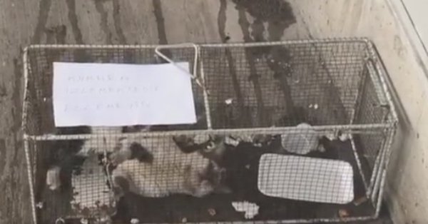 Muğla'da market çalışanları kediyi 2 gün kafese kilitledi