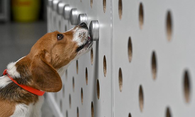 'Narkotik köpekleri, koronavirüs vakalarını tespit edebiliyor'