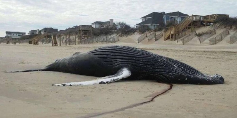 Ölen balinanın karnından 20 çuval, 40 kilo plastik poşet çıktı!