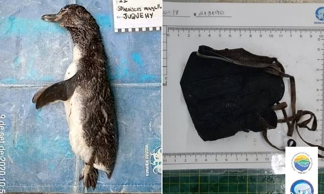Ölü bulunan penguenin midesinden N95 maske çıktı