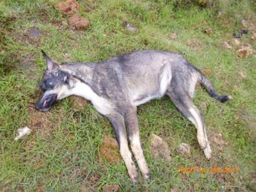 Antalya'da 70 köpek katledildi!