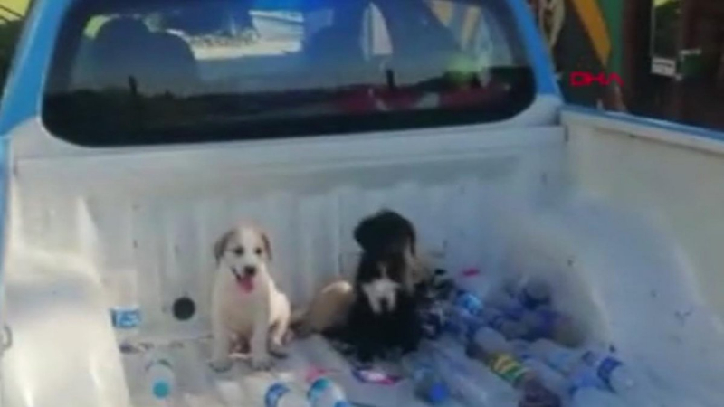 Ormana terk edilen yavru köpekleri belediye aldı