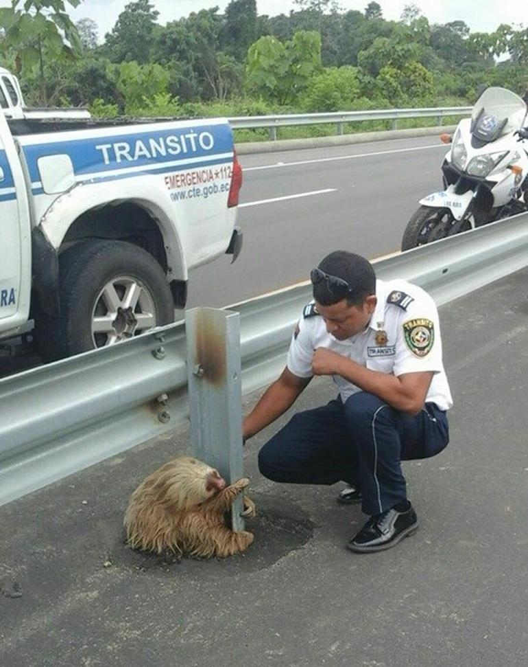 Polis, otoyolda mahsur kalan tembel hayvanı kurtardı!