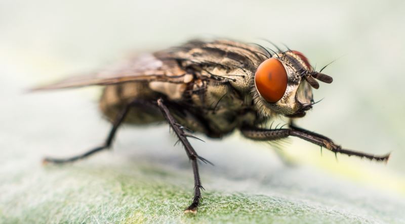 Prof. Dr. Satar: Covid-19 böcek ve sineklerle taşınabilir