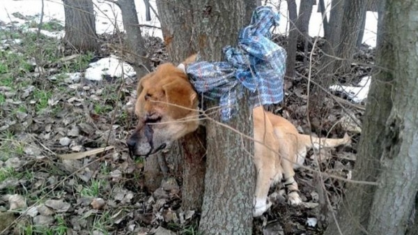 Köpeğe işkence yaparak ağaca sıkıştırdılar!
