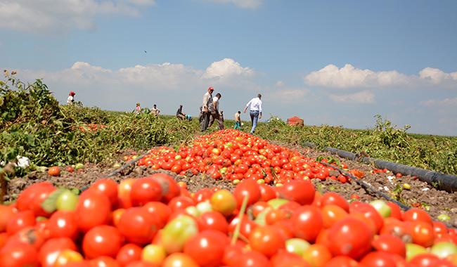 Rusya, 60 tona yakın domatesi Türkiye’ye geri gönderdi