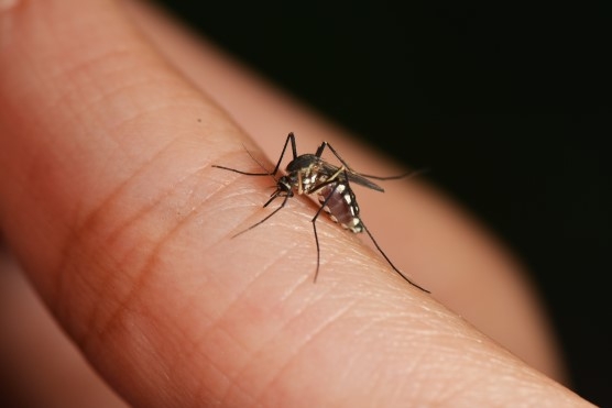 Rusya: ABD, sivrisinekleri Zika taşıyıcısı yapmış olabilir!