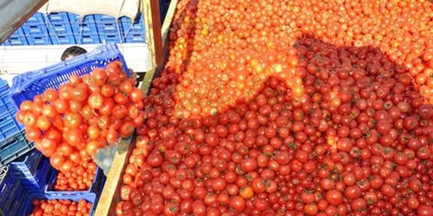 Rusya'nın yaptırımları domatesin kilosunu 10 kuruşa düşürdü!