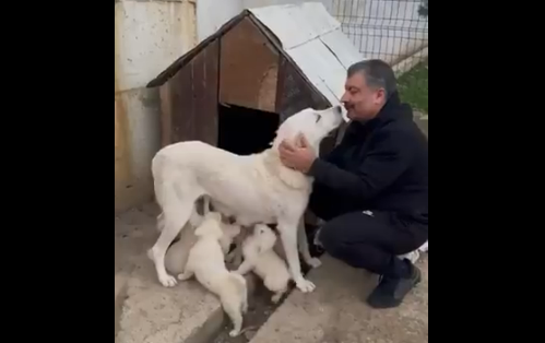 Sağlık Bakanı Fahrettin Koca'nın baktığı köpek 7 yavru dünyaya getirdi