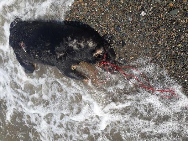 Sahilde iple bağlanmış ölü köpek bulundu