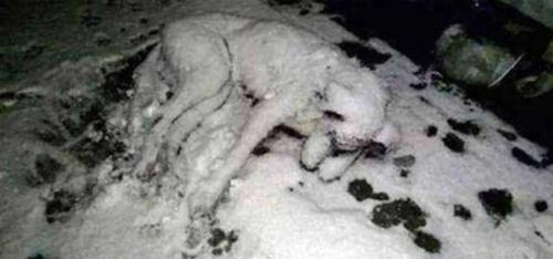 Sakarya'da köpek donarak öldü!