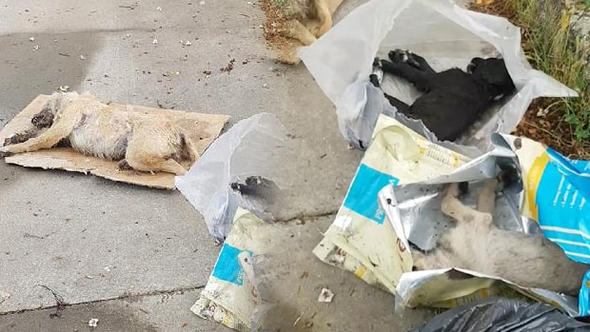  Sakarya'da 5 yavru köpek ölü bulundu