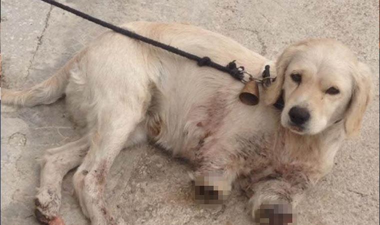 Samsun'da yavru bir köpek bacakları kesilmiş halde bulundu!