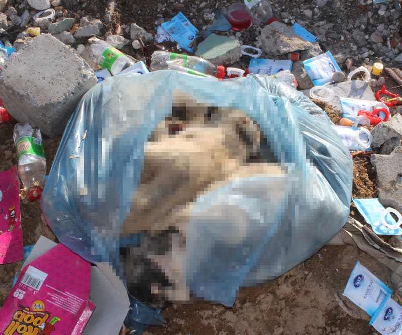 Şehir çöplüğünde poşet içerisinde yavru köpek ölüleri bulundu