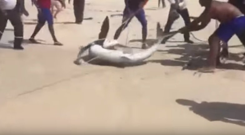 Selfie çekmek için köpekbalığını öldürdüler!