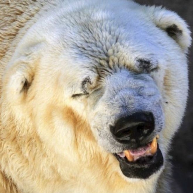 Sıcak iklimdeki hayvanat hapishanesinde tutulan kutup ayısı yaşamını yitirdi!