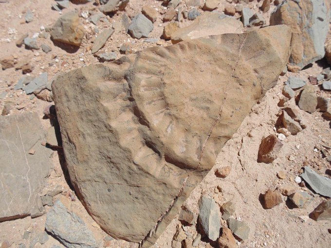 Şili'de 160 milyon yıllık 'uçan ejderha' fosili bulundu