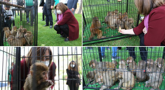 Sınırda ele geçirilen 12 maymun, Gaziantep Hayvanat Bahçesi'ne hapsedildi