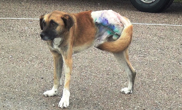 Sinop’ta silahla vurulan köpeğin bacağı kesildi 