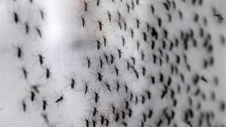 1 milyarın üstünde insan sivrisinekler yoluyla bulaşan hastalıklara maruz kalabilir