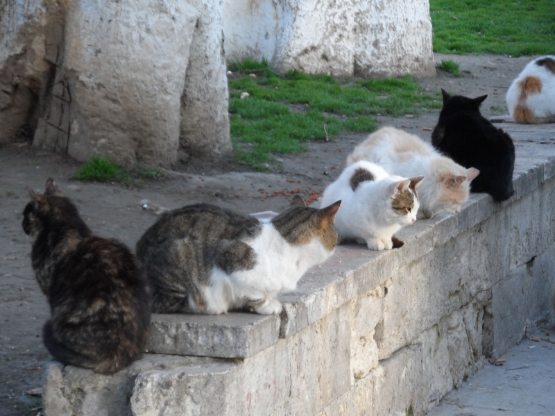 İsrail Bakanı: Sokak kedileri sürgüne gönderilsin!