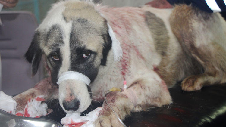 Sokakta yaşam savaşı veren köpeği bıçakladılar